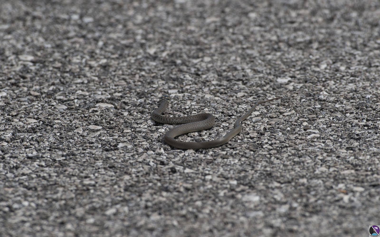 aviano august 11  2011 snake01 aviano august 11  2011 snake01